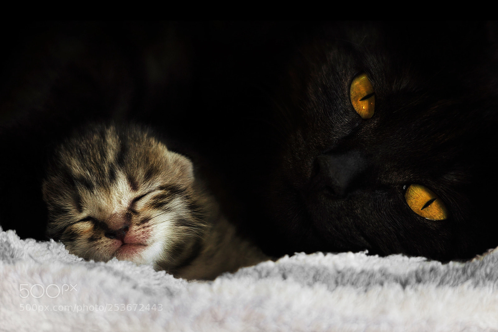 Nikon D700 sample photo. Bodyguard photography