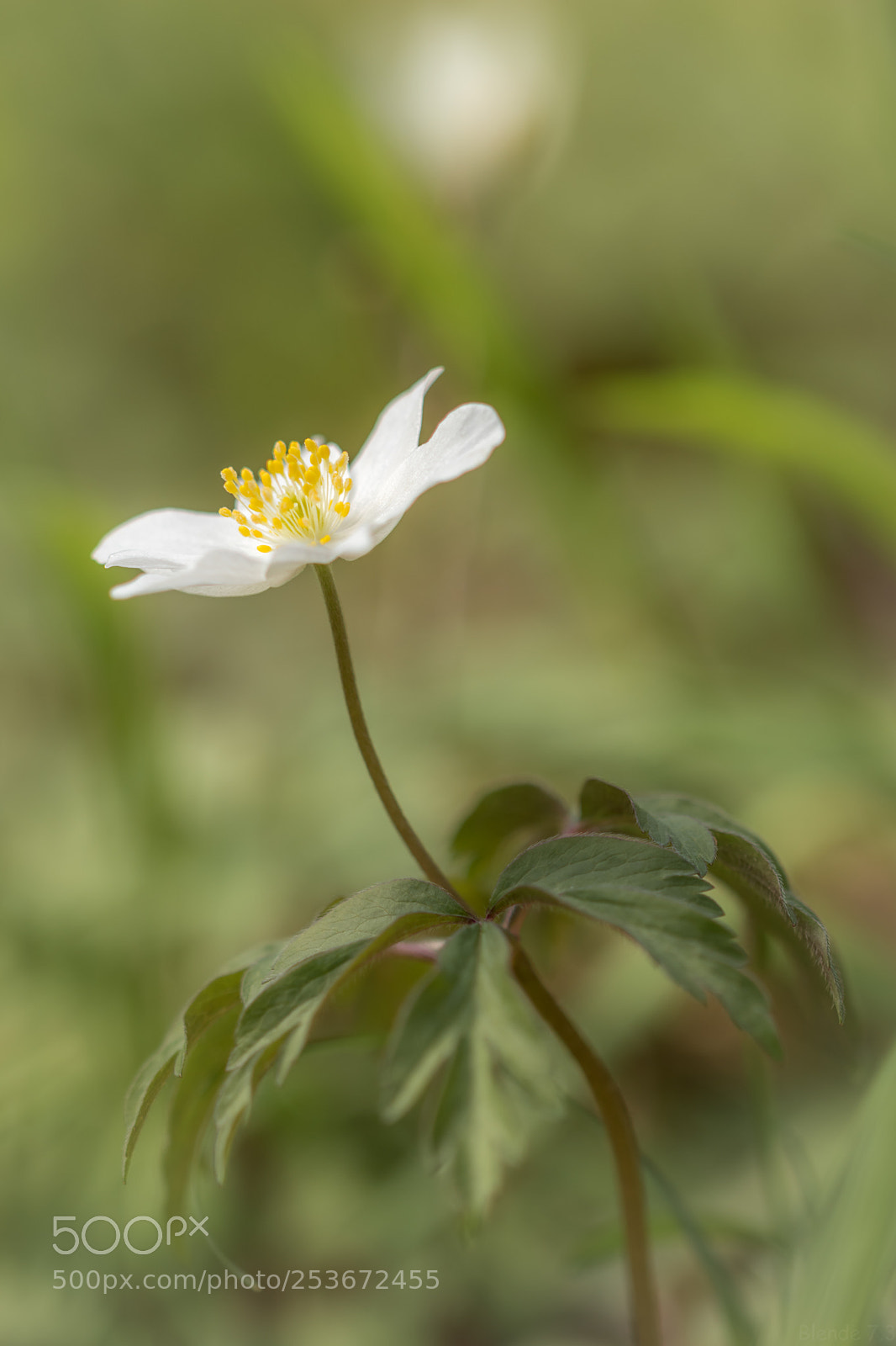 Canon EOS 80D sample photo. Flower photography