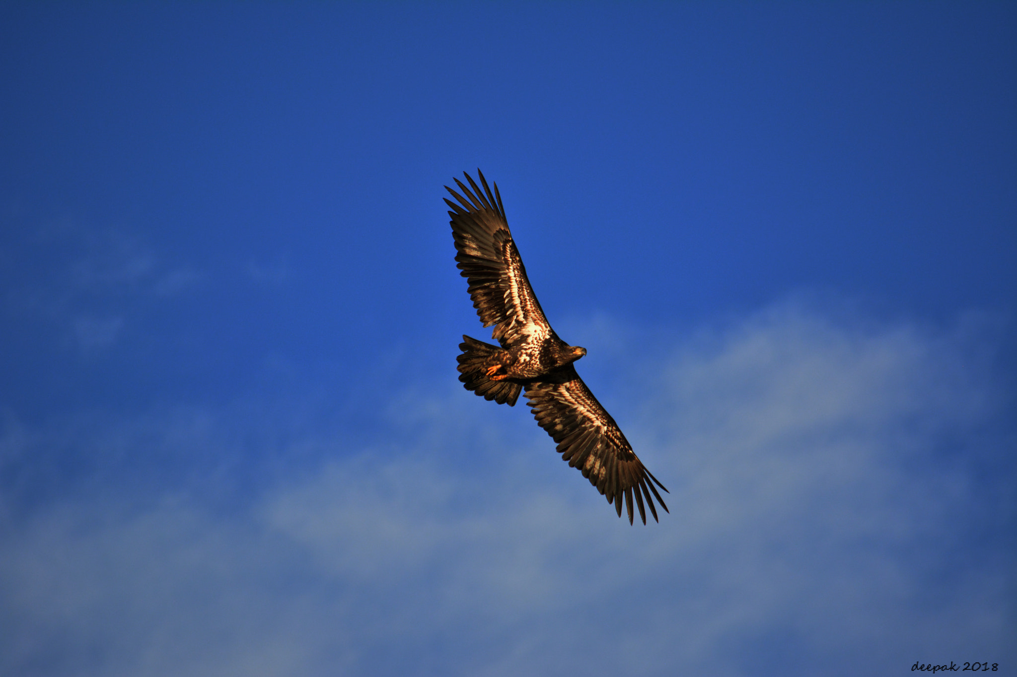 Nikon D5200 sample photo. Bald eagle- juvenile photography