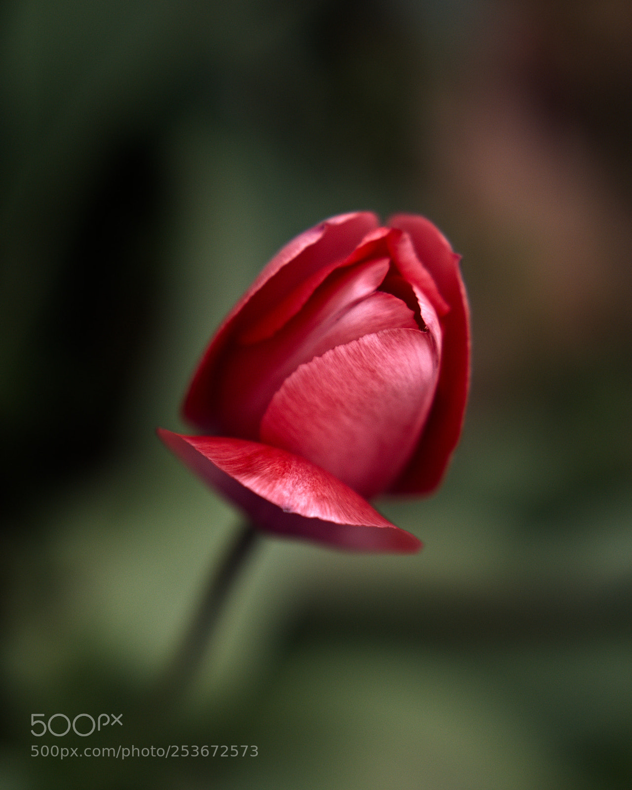 Panasonic Lumix DC-GH5 sample photo. *** photography