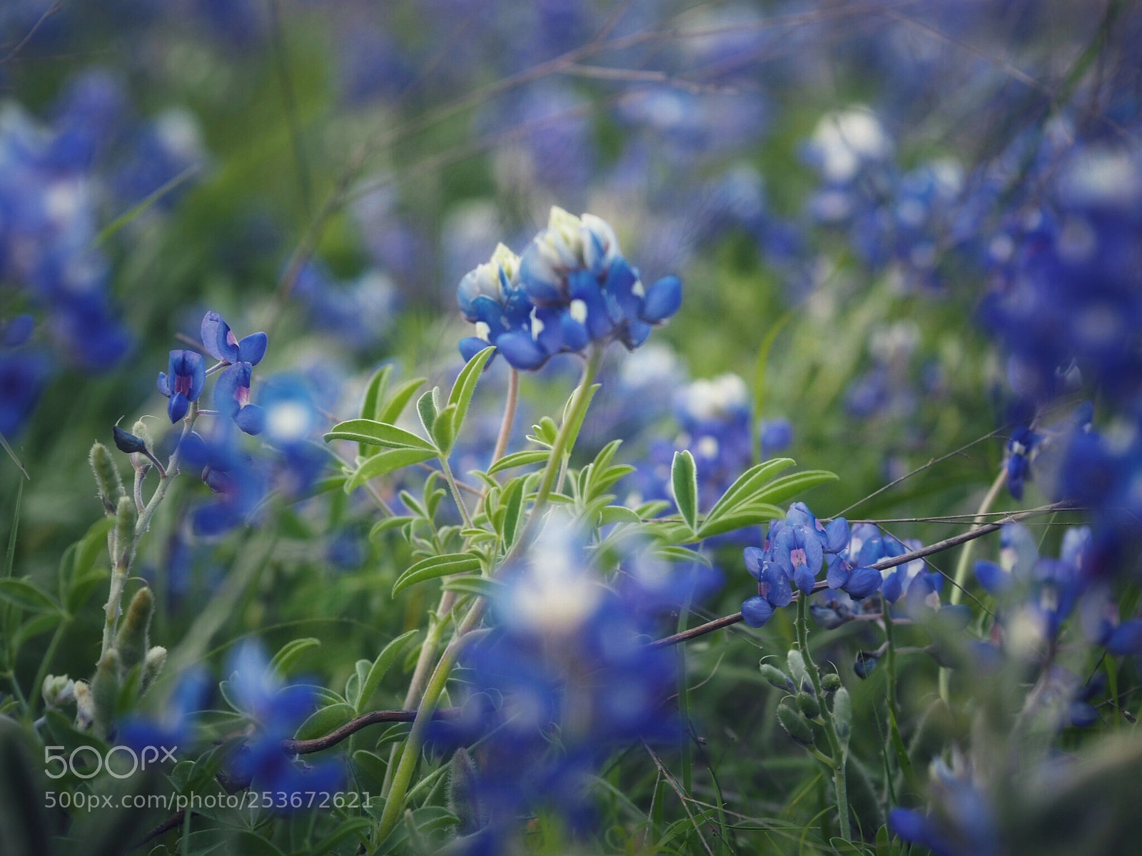 Olympus OM-D E-M10 sample photo. Bluebonnets  photography