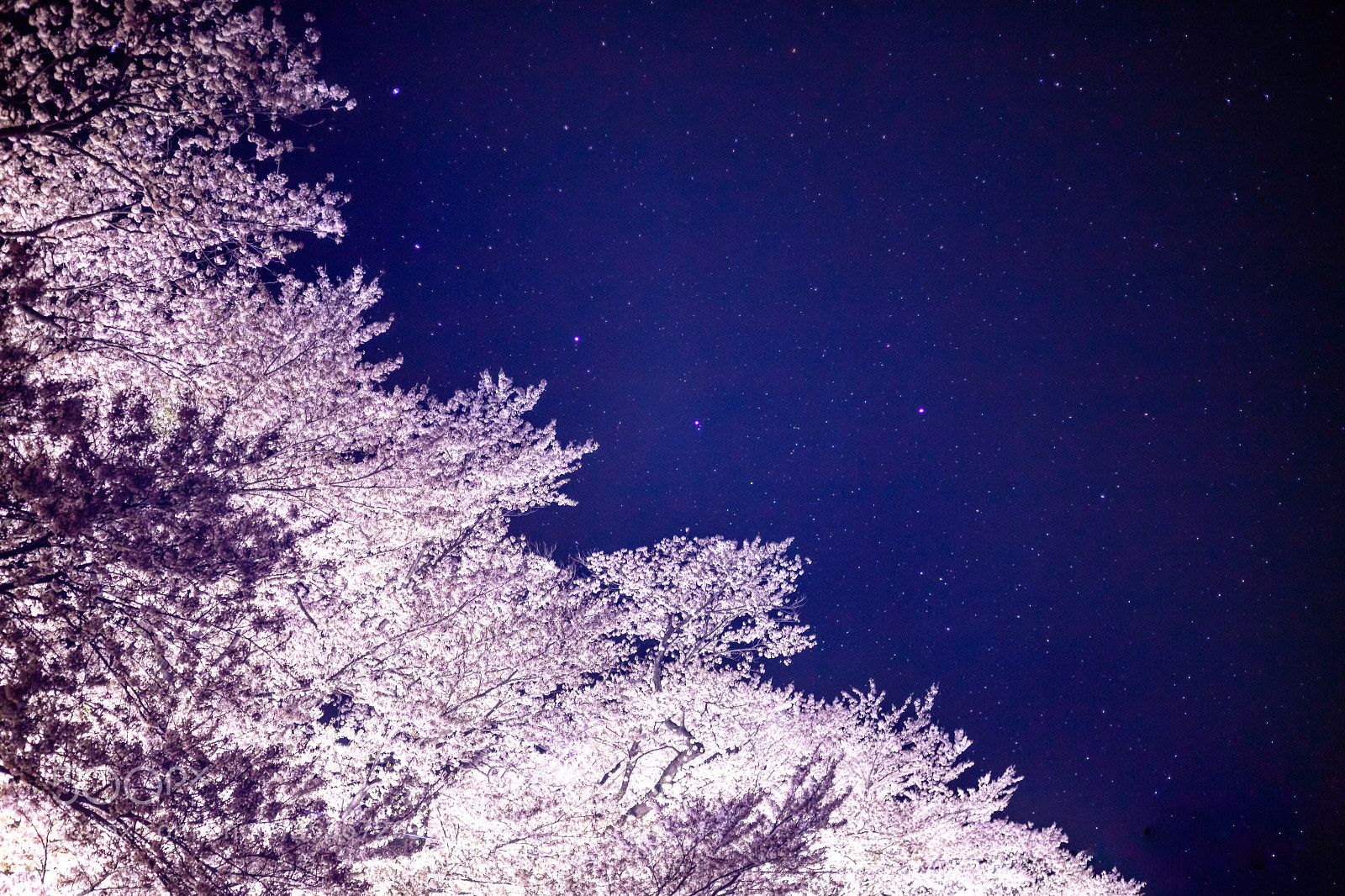 Canon EOS 6D Mark II sample photo. Sakura. photography
