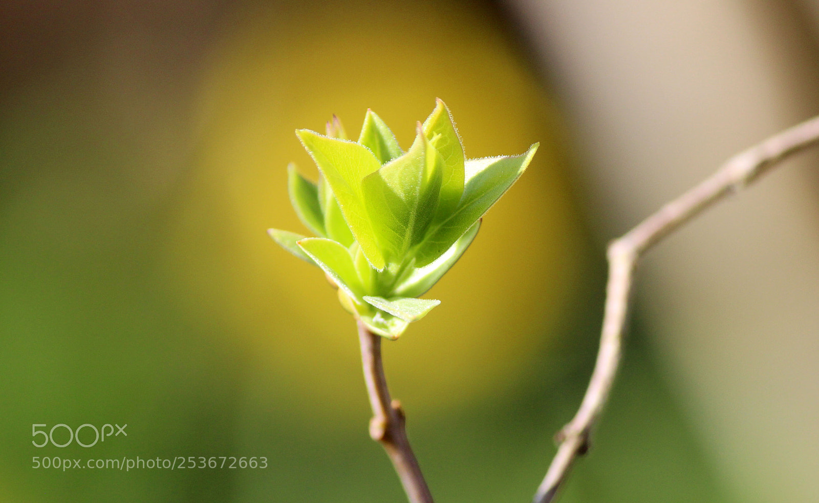 Canon EOS 600D (Rebel EOS T3i / EOS Kiss X5) sample photo. The peace of nature photography