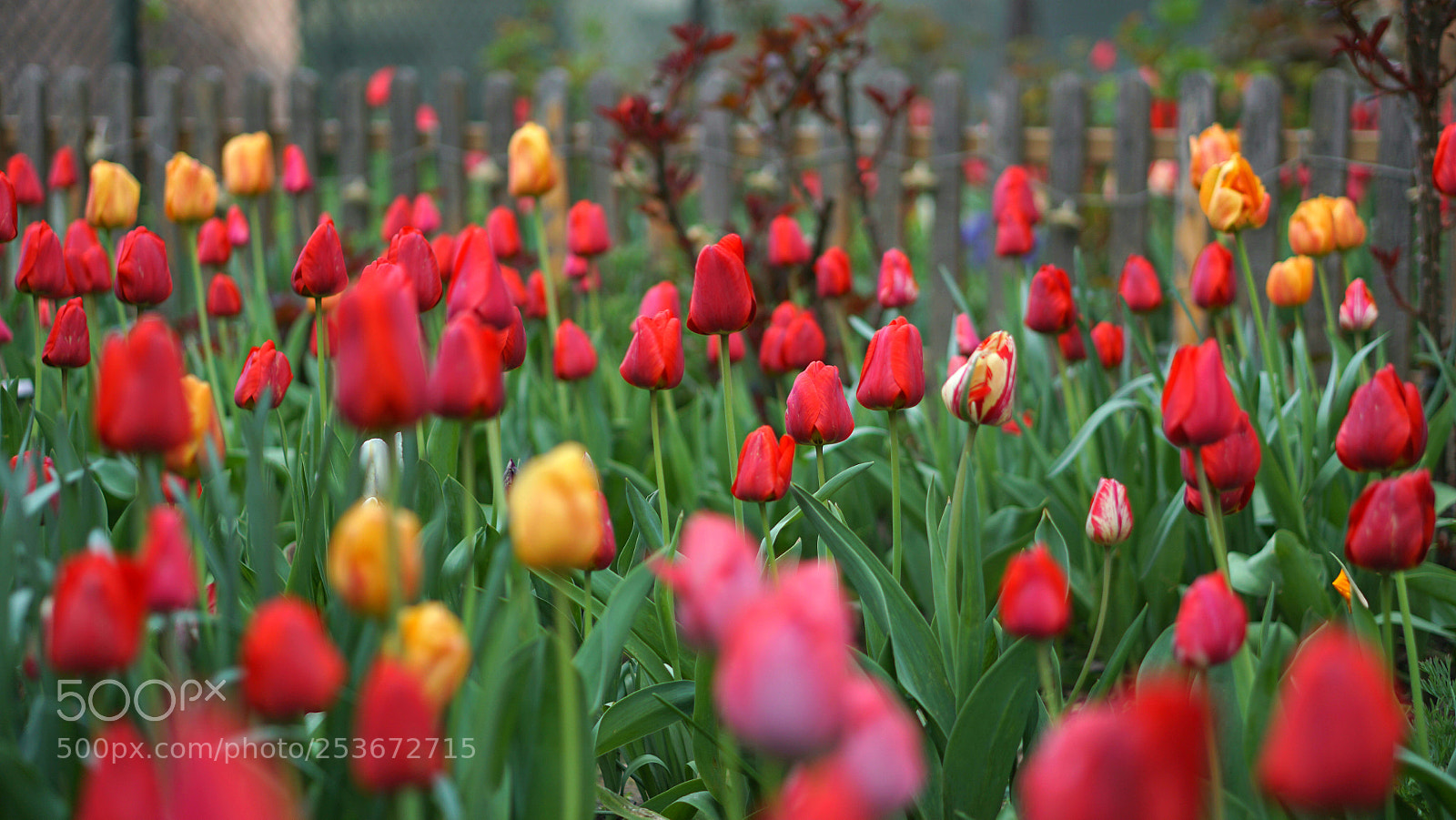 Sony a6300 sample photo. Tulips photography