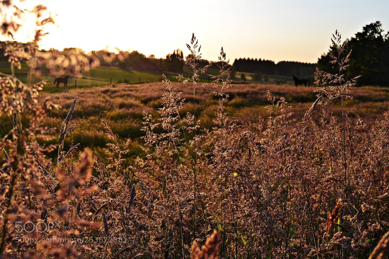 Nikon D3100 sample photo. Sunset dreams photography