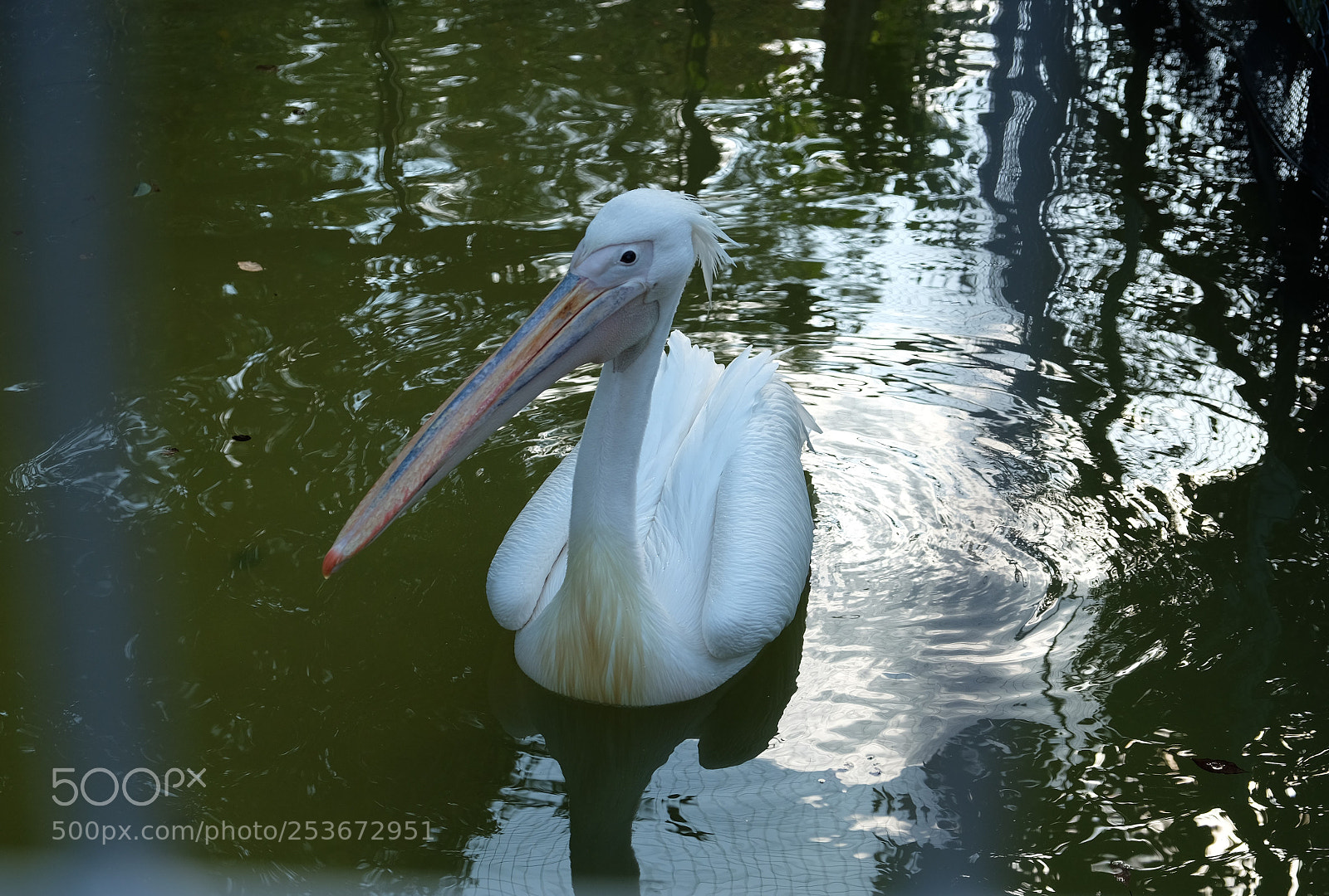 Fujifilm X-T10 sample photo. A white pelican／ペリカン／鵜鶘 photography