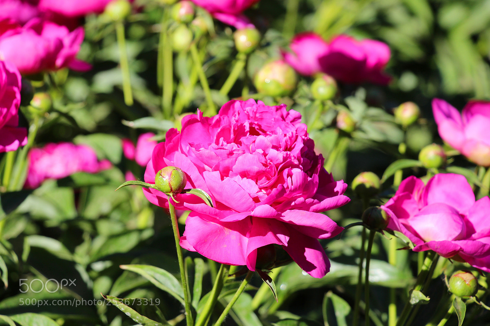 Canon EOS 700D (EOS Rebel T5i / EOS Kiss X7i) sample photo. 芍药花 photography
