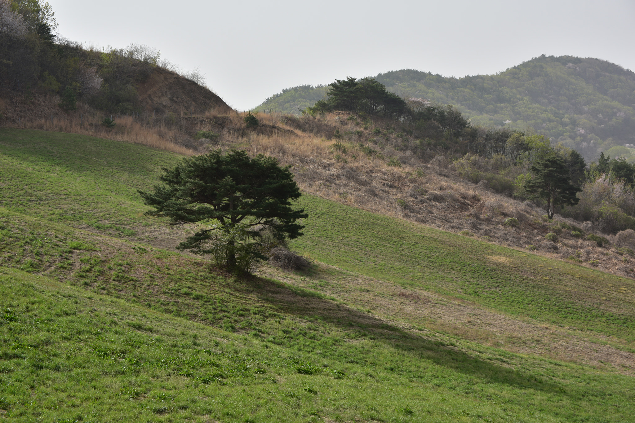 Nikon D810 sample photo