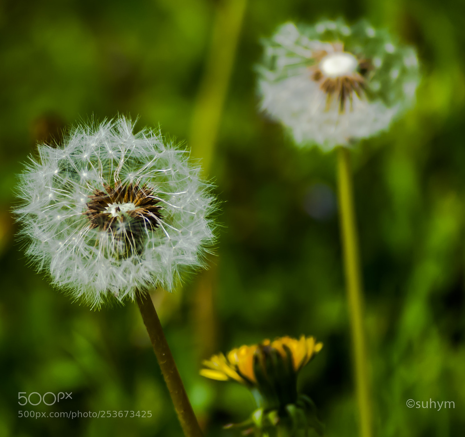 Nikon D40 sample photo. Dandelion photography