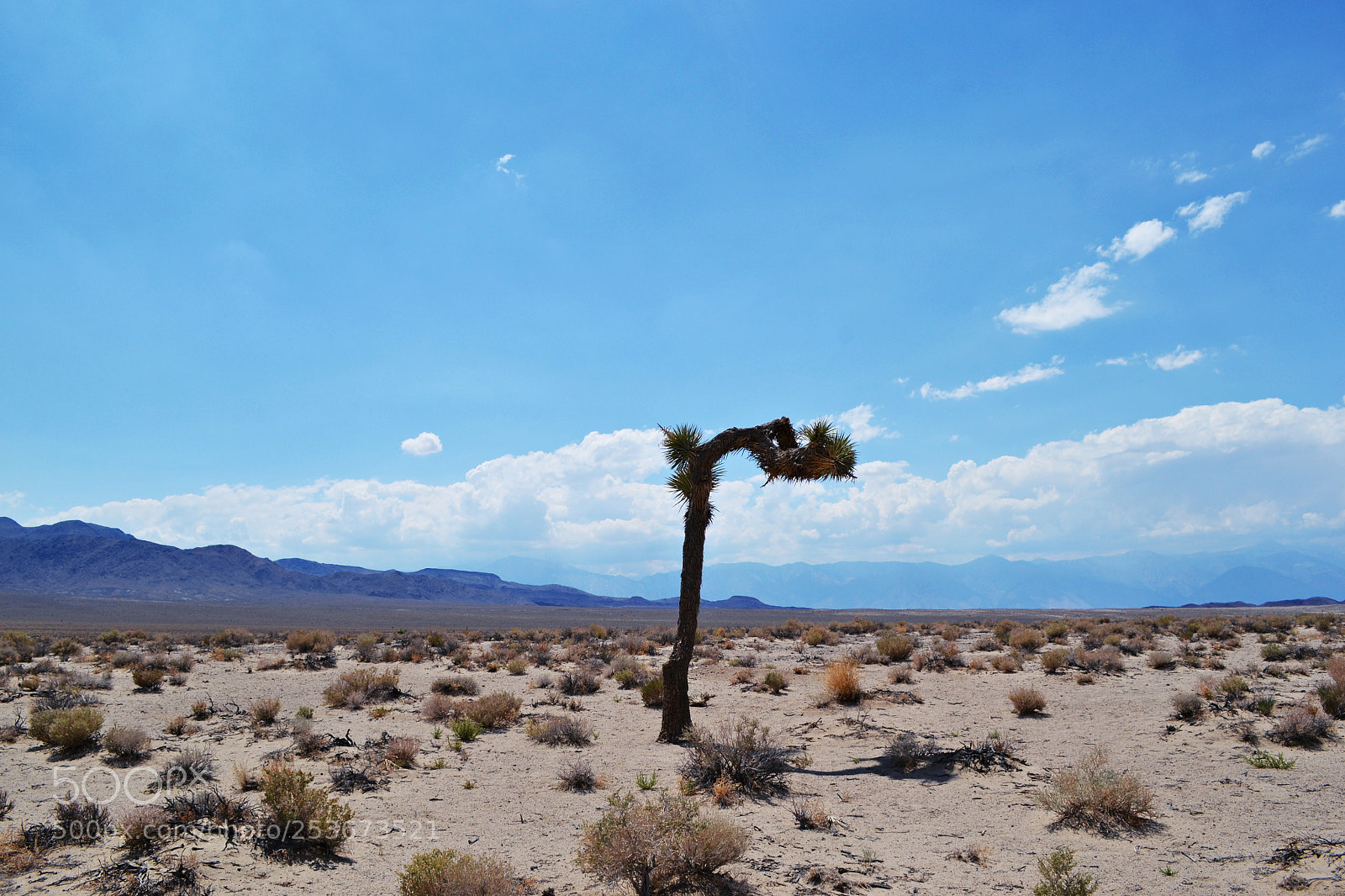Nikon D3100 sample photo. Desert solitaire photography