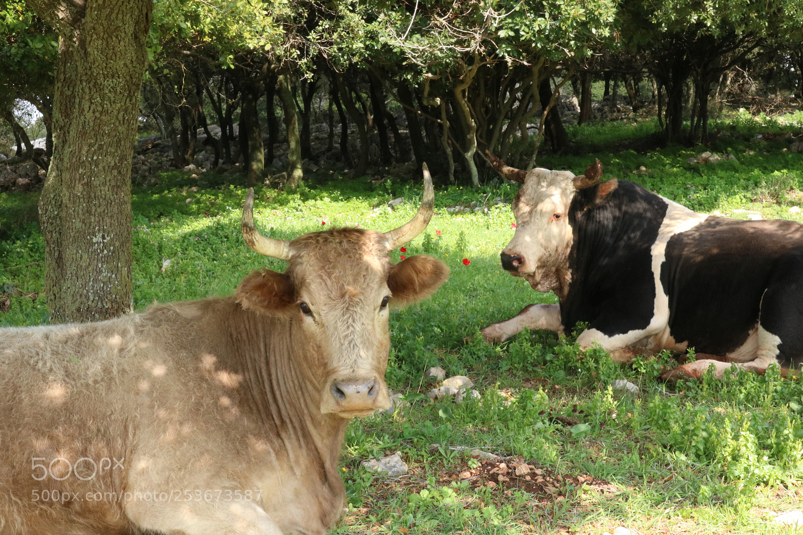 Canon EOS 750D (EOS Rebel T6i / EOS Kiss X8i) sample photo. Cows on carmel mount photography