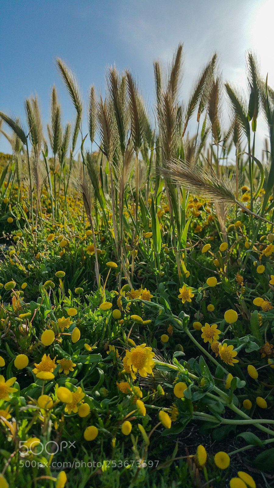 Samsung Galaxy Note4 sample photo. Flowers and foxtails photography