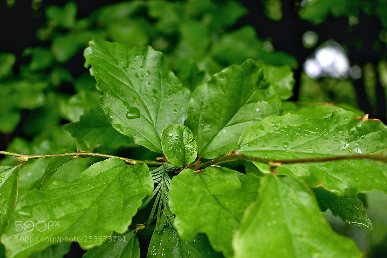 Nikon D3400 sample photo. 20180413_224742-01.jpeg photography