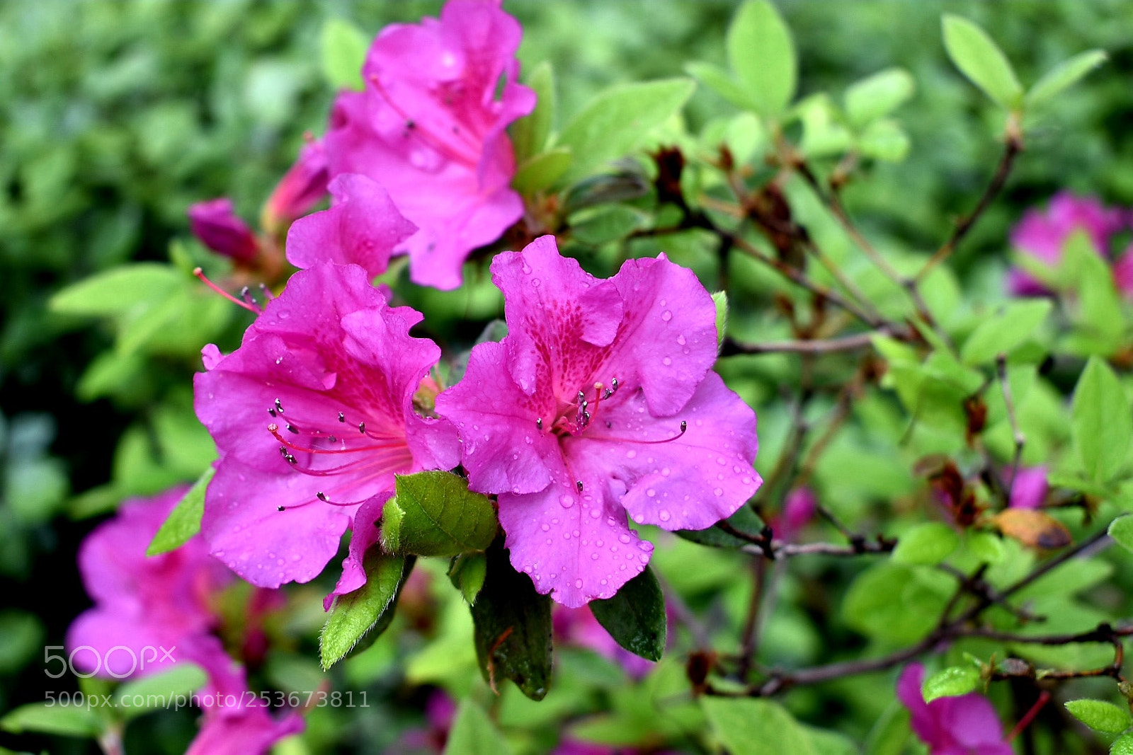 Nikon D3400 sample photo. 20180413_224309-01.jpeg photography