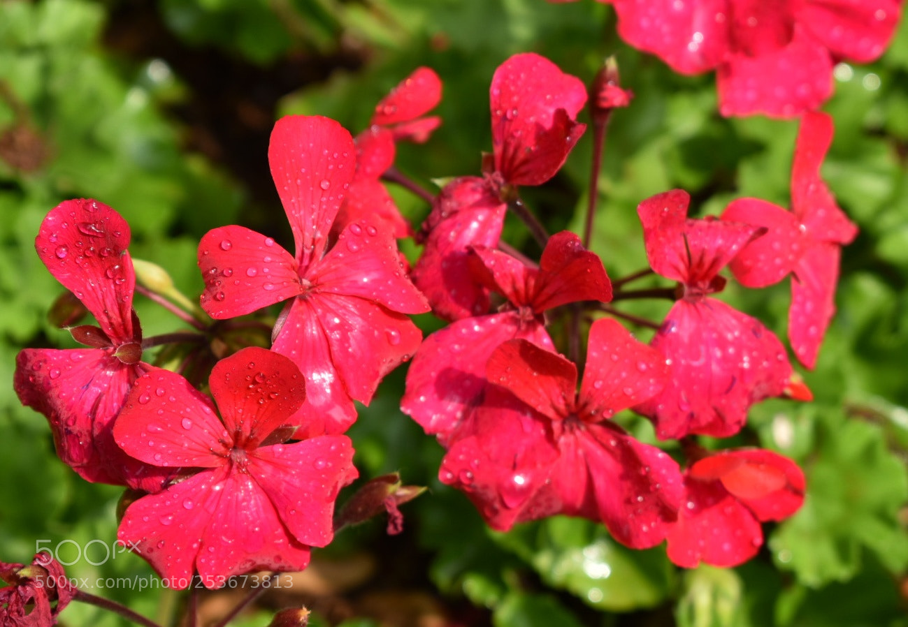 Nikon D3400 sample photo. Dsc_0608-01.jpeg photography