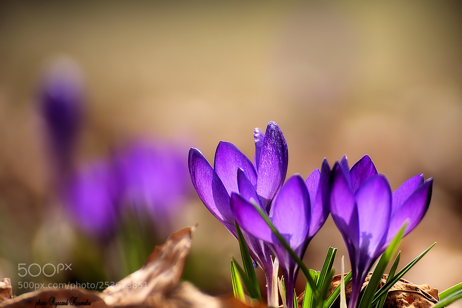 Sony Alpha DSLR-A300 sample photo. Strong backlight photography