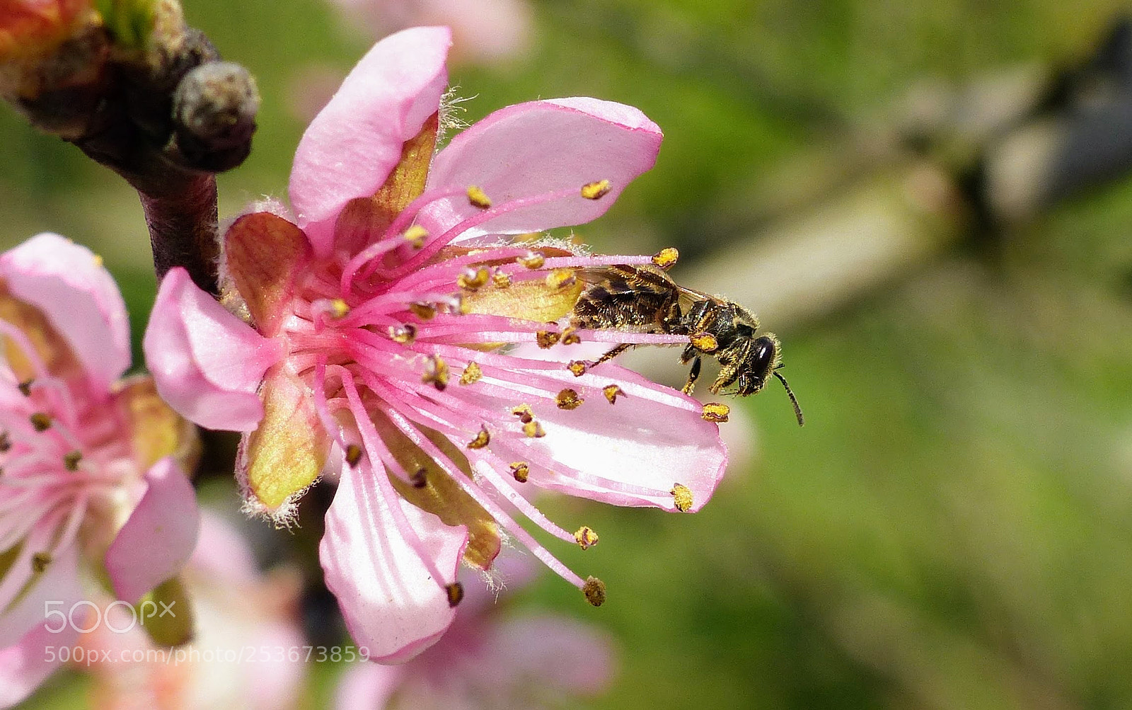 Panasonic Lumix DMC-FZ200 sample photo. Spring time macro photography