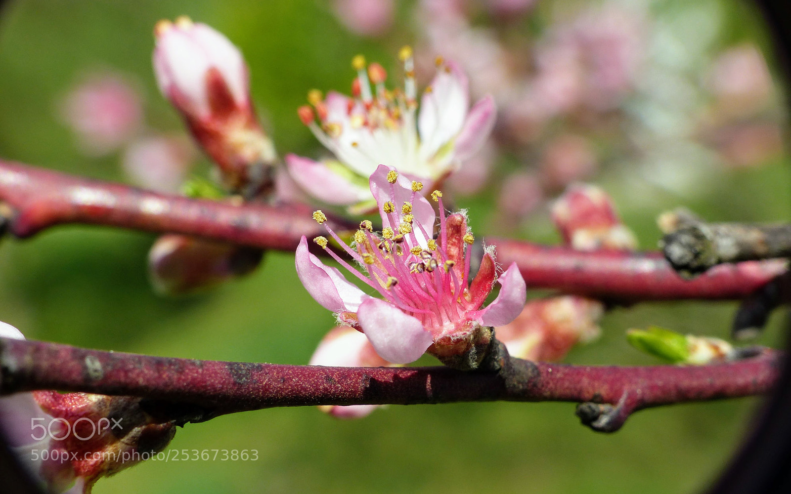 Panasonic Lumix DMC-FZ200 sample photo. Spring 1 photography