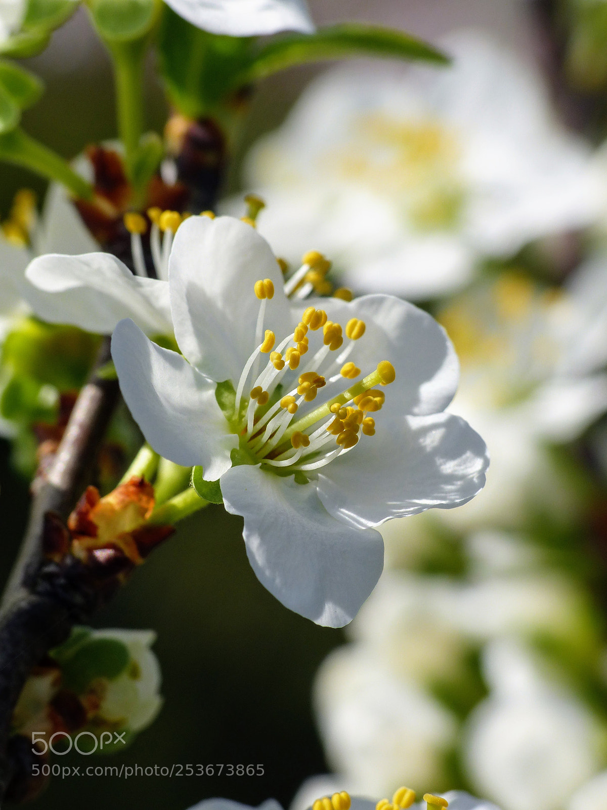 Panasonic Lumix DMC-FZ200 sample photo. Spring 2 photography