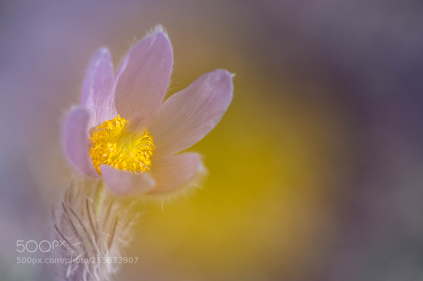 Nikon D500 sample photo. Pulsatilla phantasy photography