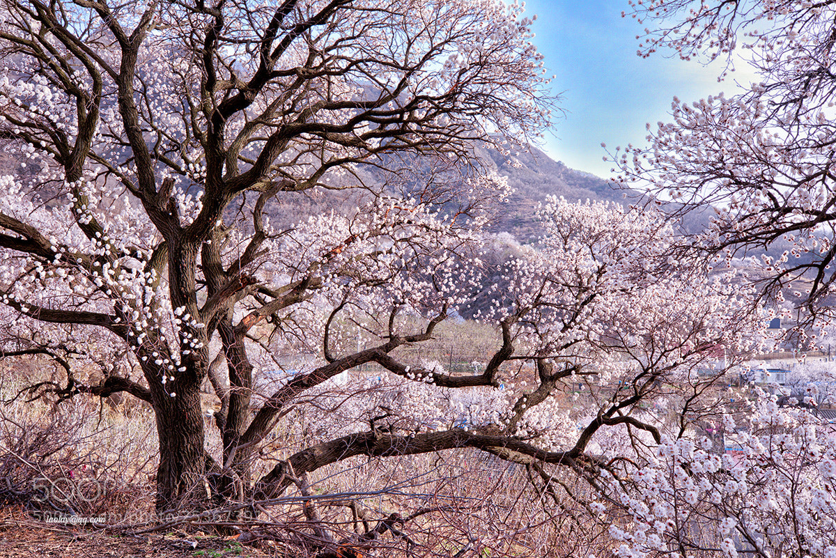 Canon EOS 5D Mark IV sample photo. Trees photography