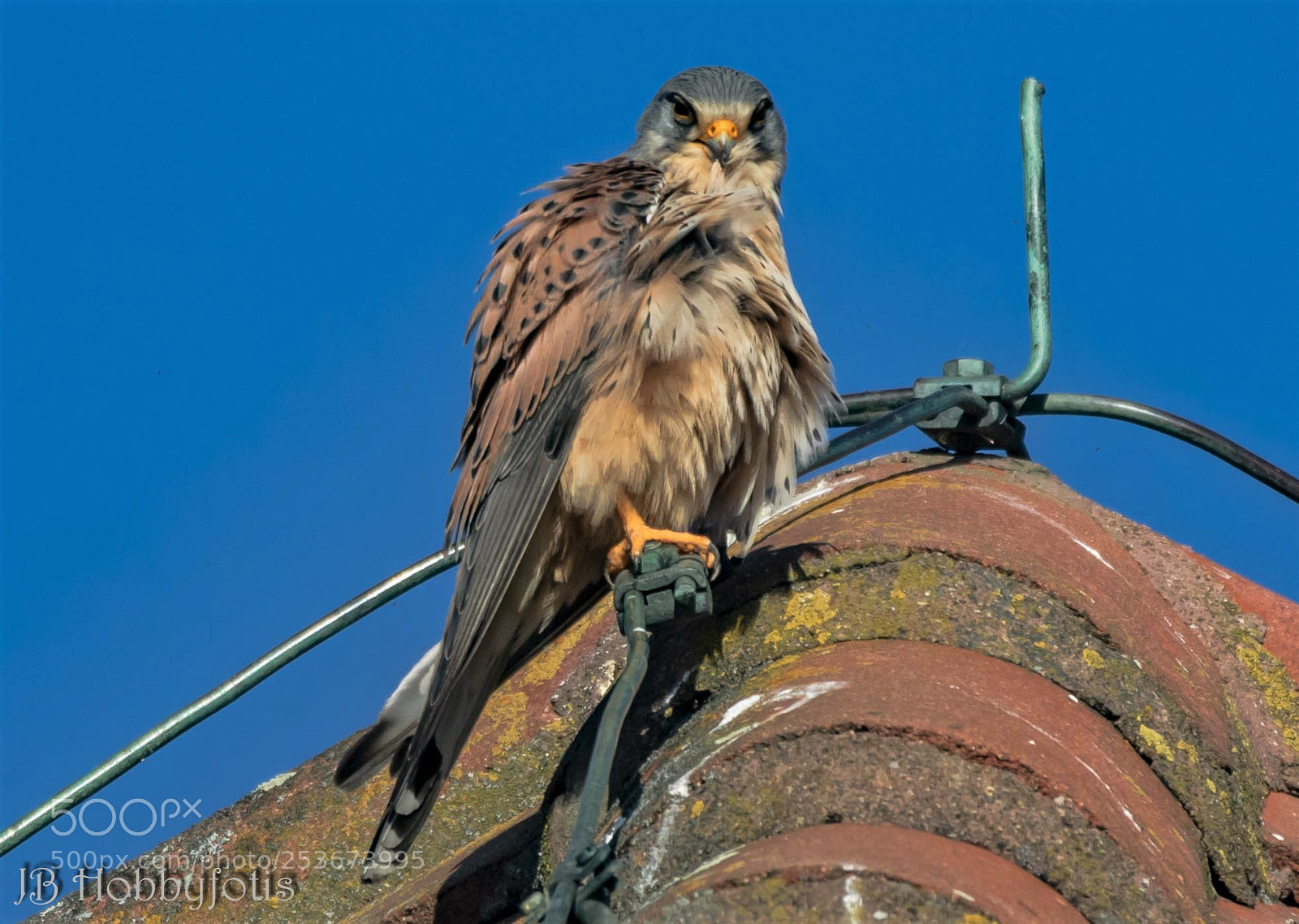 Canon EOS 750D (EOS Rebel T6i / EOS Kiss X8i) sample photo. Turmfalke photography