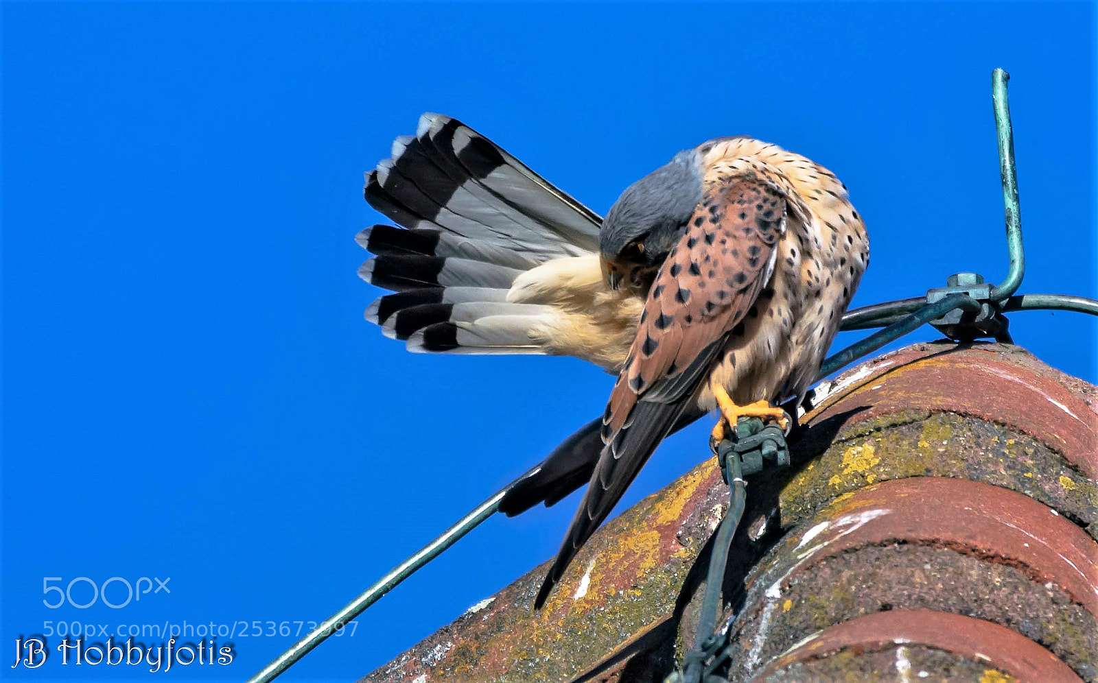 Canon EOS 750D (EOS Rebel T6i / EOS Kiss X8i) sample photo. Turmfalke photography