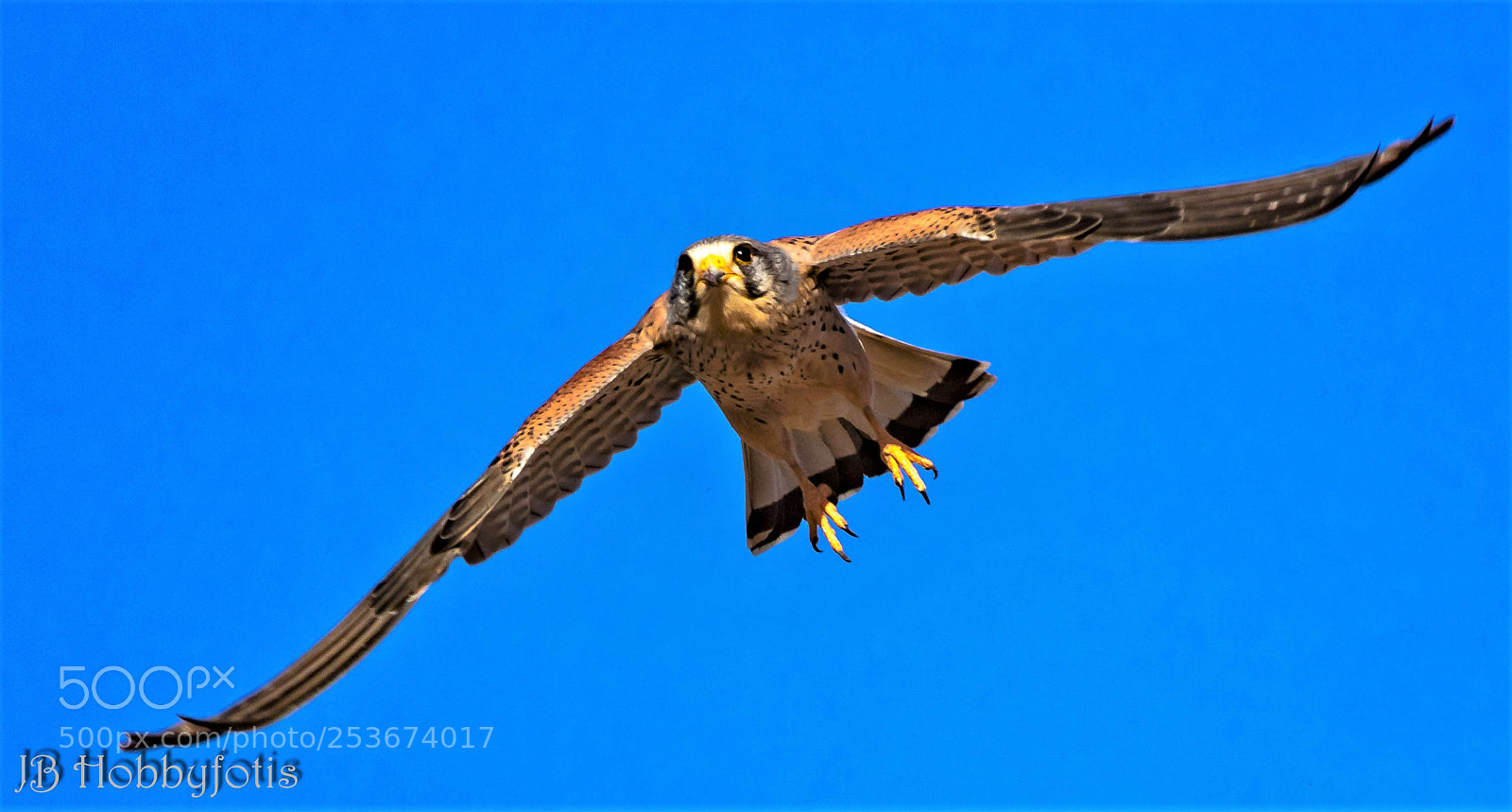 Canon EOS 750D (EOS Rebel T6i / EOS Kiss X8i) sample photo. Turmfalke photography