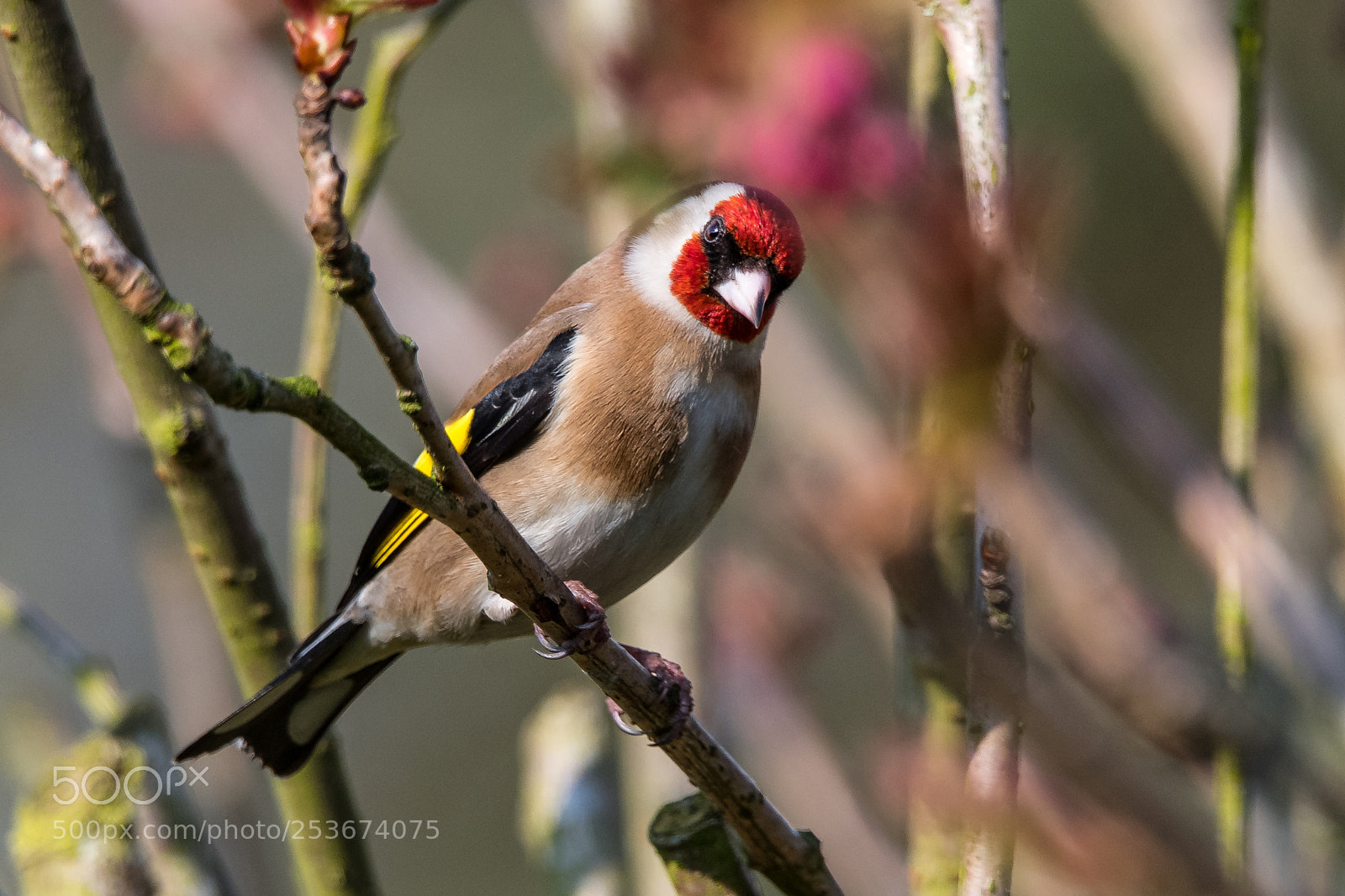 Nikon D850 sample photo. Cherry finch photography