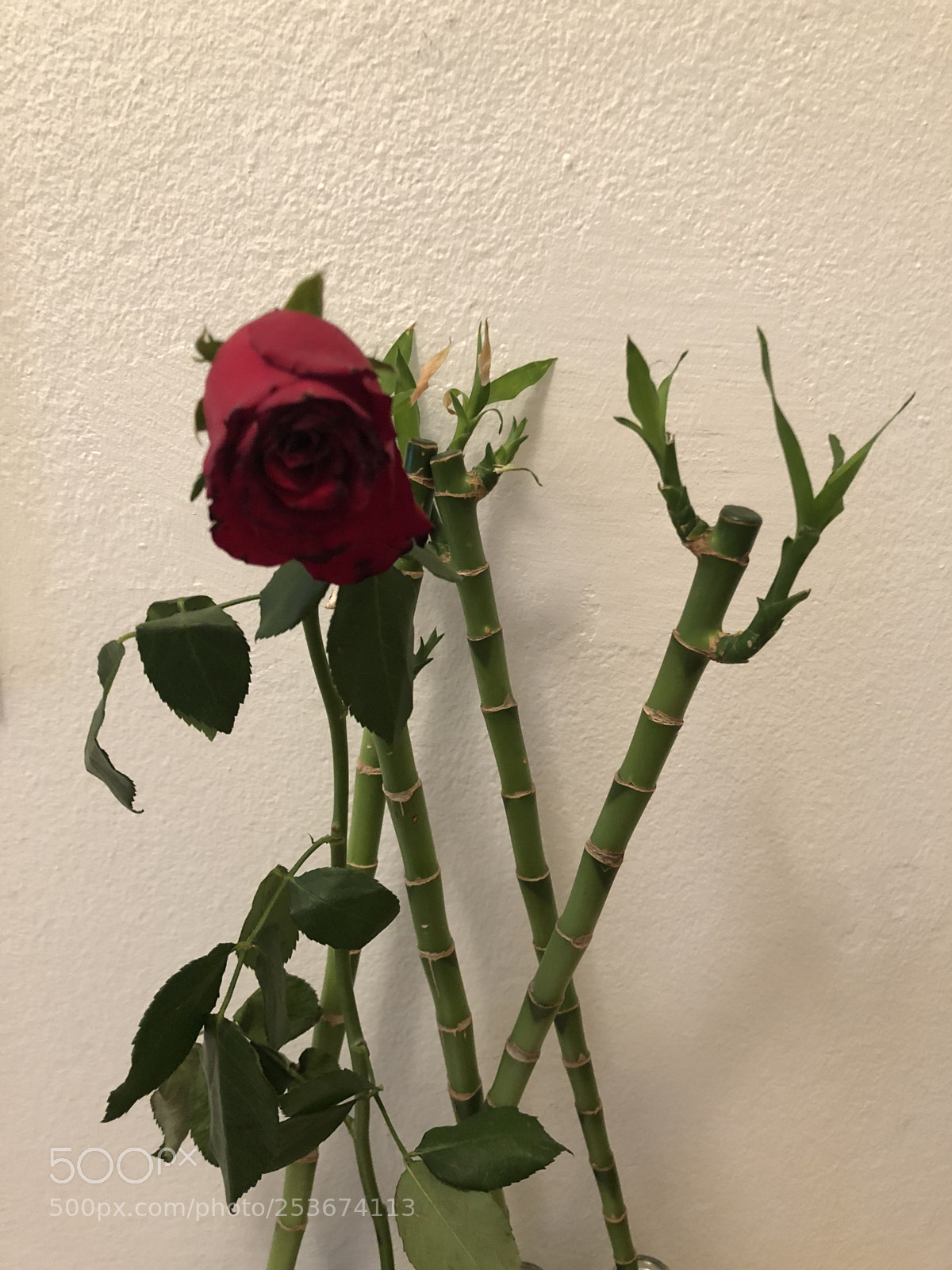 Apple iPhone X sample photo. Untitled photography