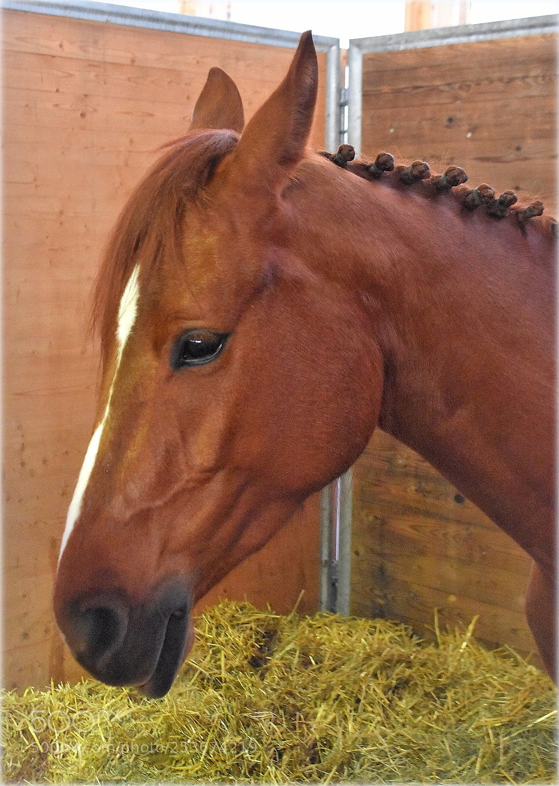Nikon D7200 sample photo. "horse-portrait" photography