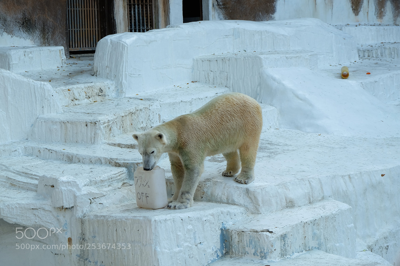 Fujifilm X-T10 sample photo. A lonely polar bear／寂しそうなホッキョクグマ／孤單北極熊 photography