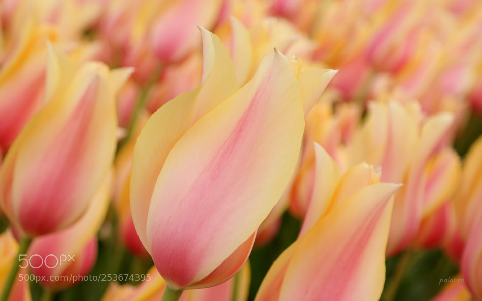 Samsung NX30 sample photo. ... photography