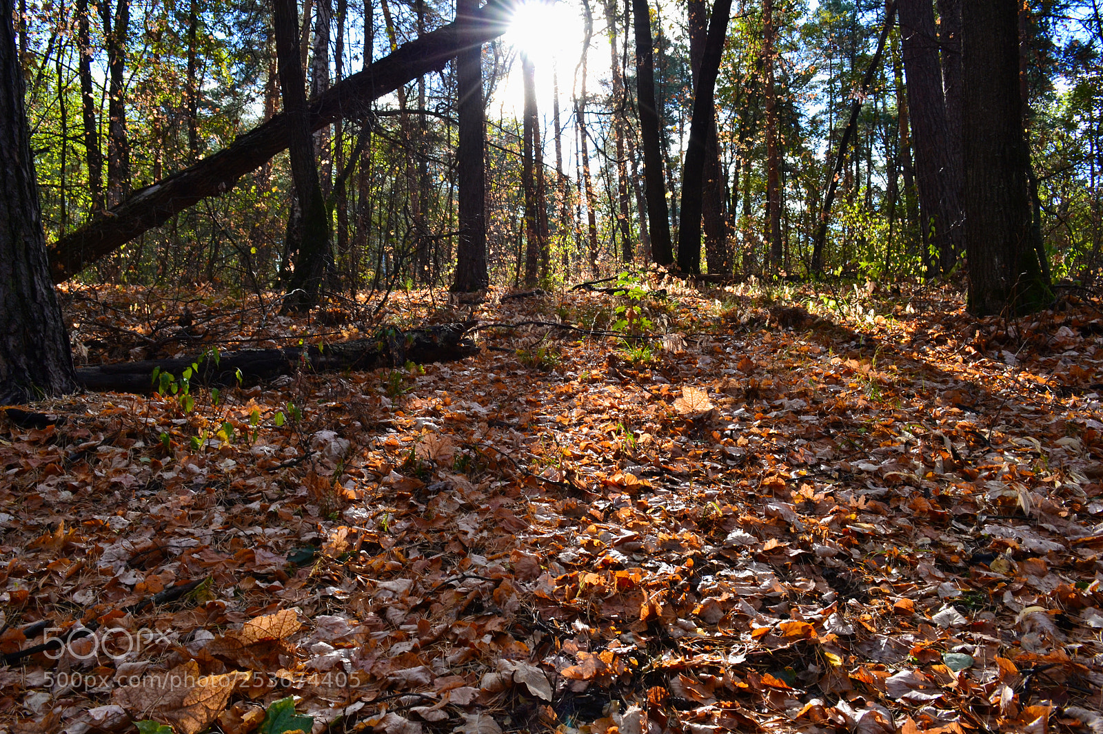 Nikon D3100 sample photo. Golden forest photography