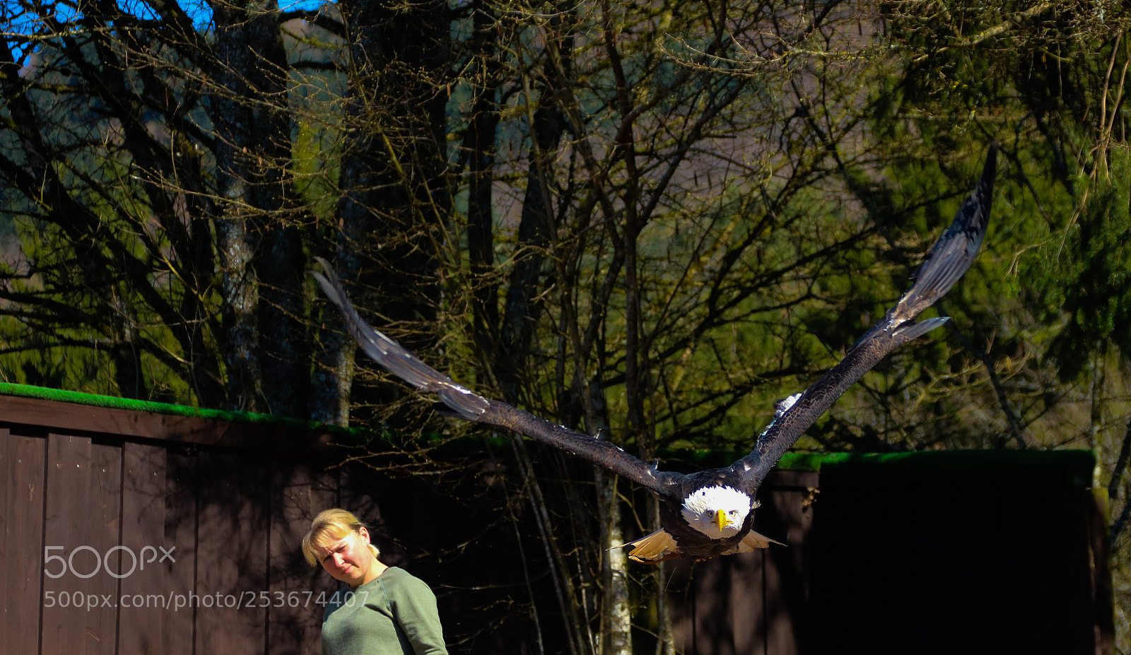 Canon EOS 750D (EOS Rebel T6i / EOS Kiss X8i) sample photo. The flying bald eagle photography