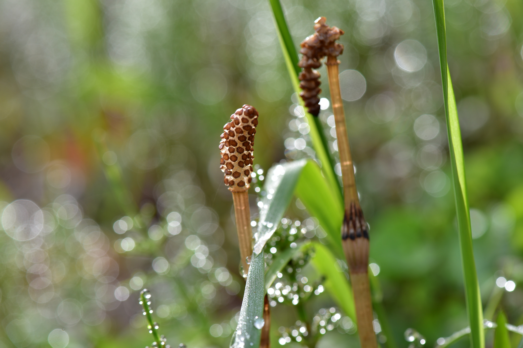 Nikon AF-S Micro-Nikkor 105mm F2.8G IF-ED VR sample photo