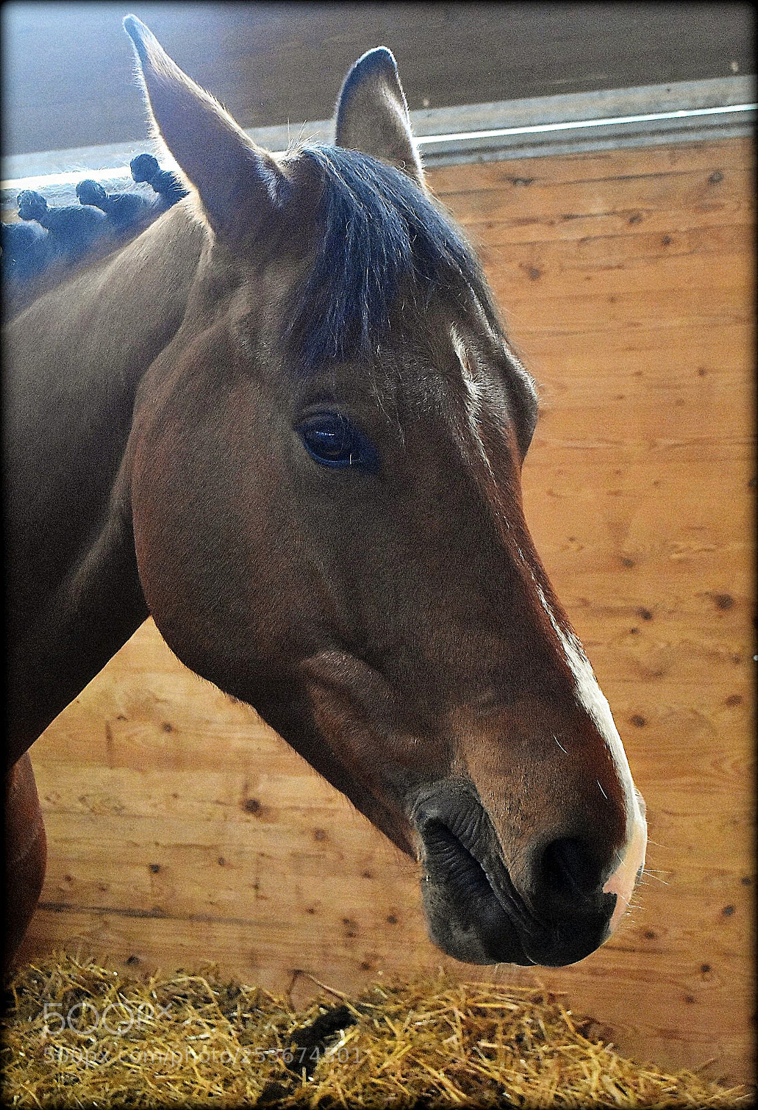 Nikon D7200 sample photo. "horse-portrait;;" photography