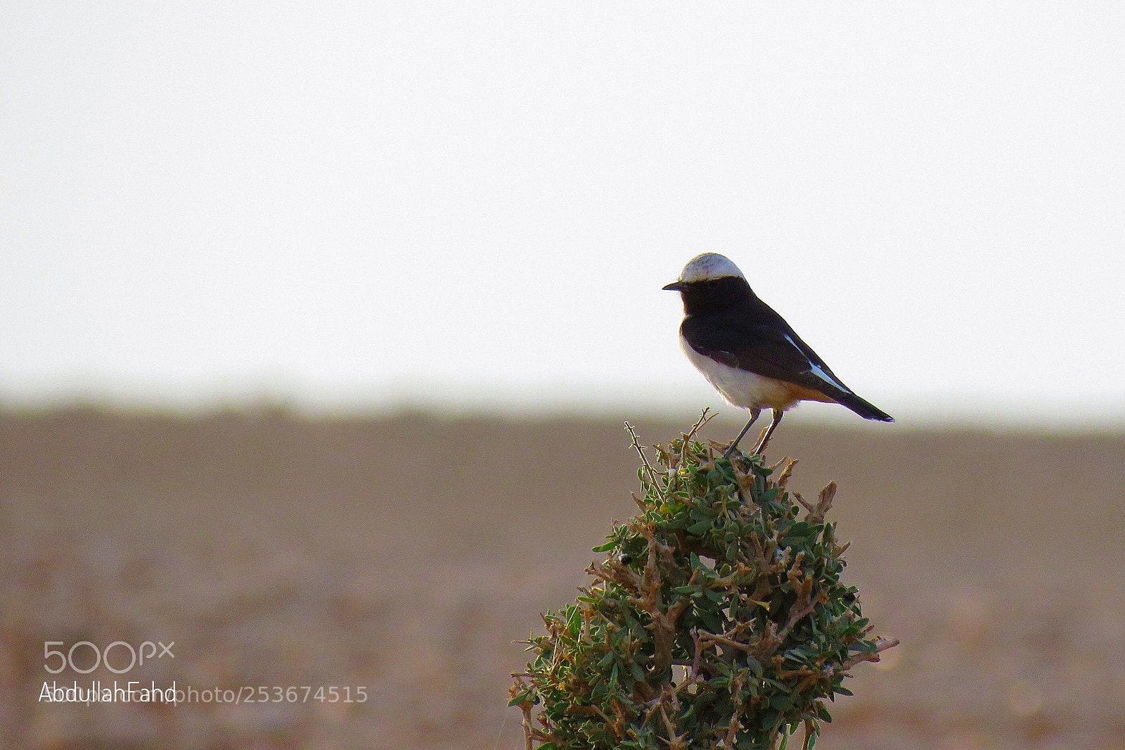 Canon PowerShot SX60 HS sample photo. Arabian wheatear photography