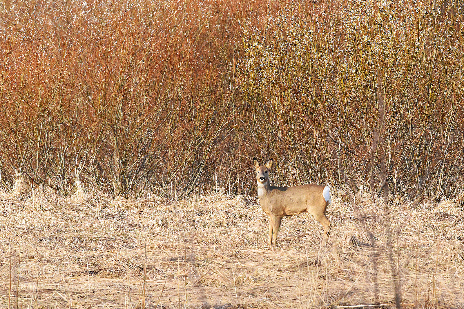 Nikon D750 sample photo. White-tailed deer photography