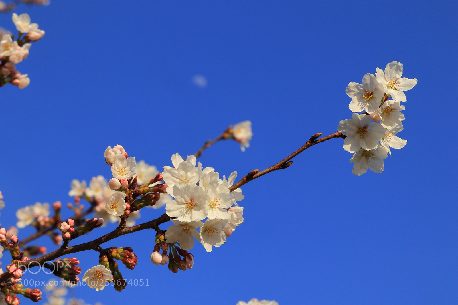 Canon EOS M5 sample photo. Img photography