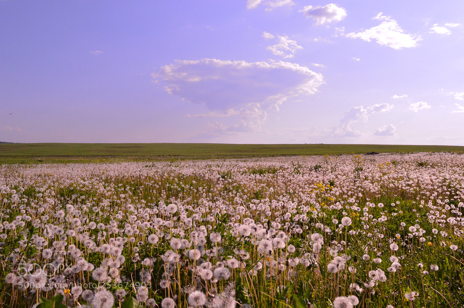 Nikon D3200 sample photo. Boundless fields of russia photography