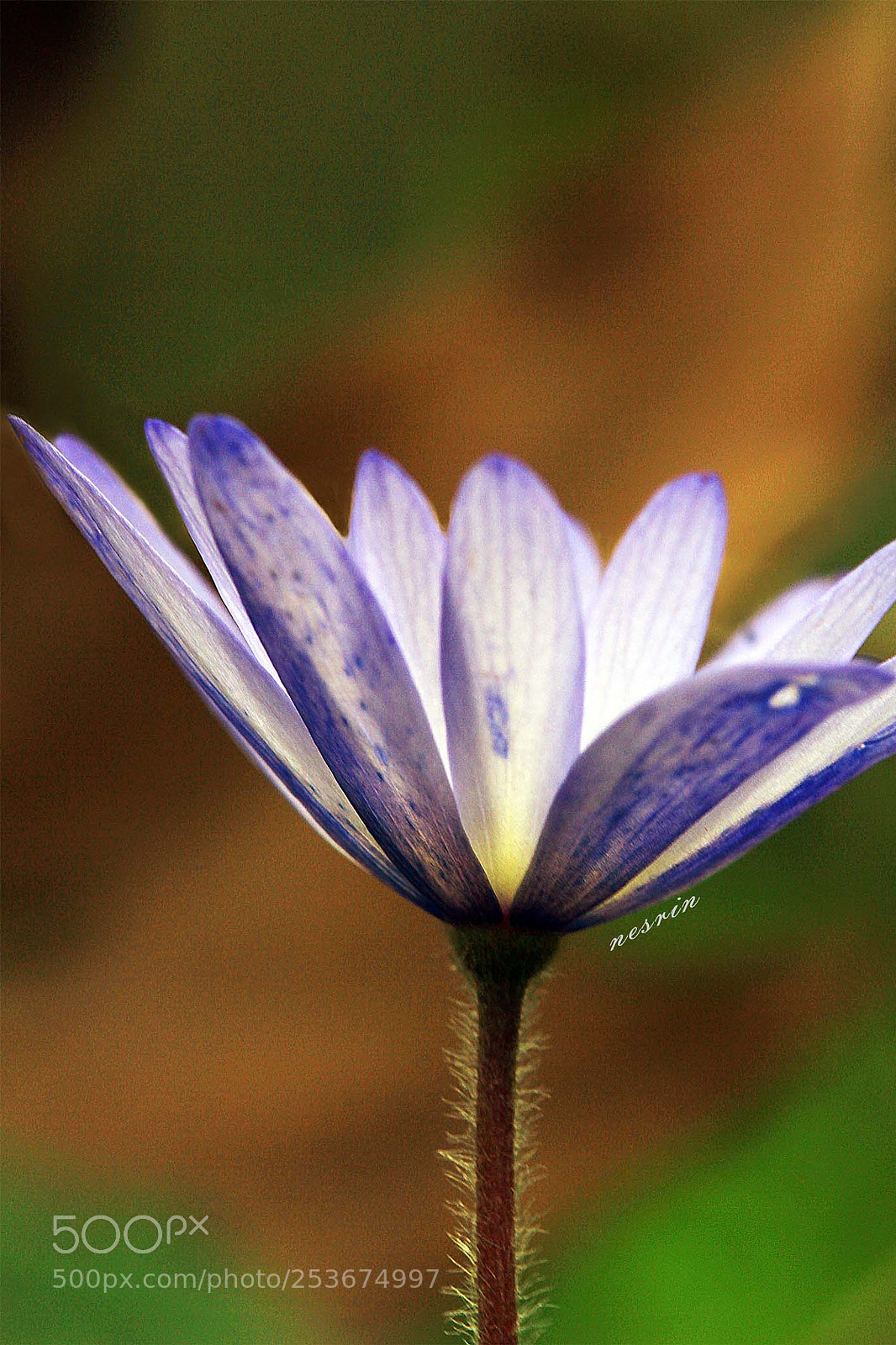 Canon EOS 700D (EOS Rebel T5i / EOS Kiss X7i) sample photo. Untitled photography