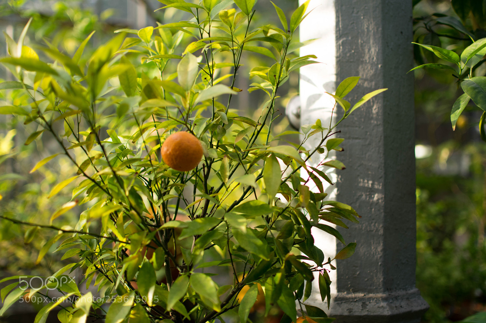 Nikon D5300 sample photo. Mandarin photography