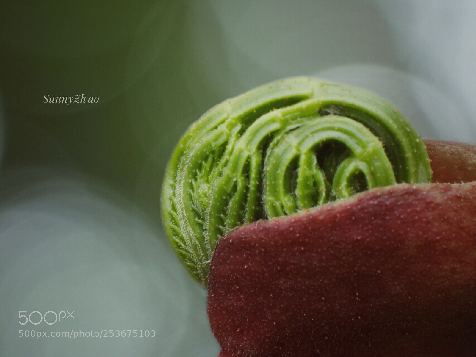 Canon EOS 700D (EOS Rebel T5i / EOS Kiss X7i) sample photo. Untitled photography