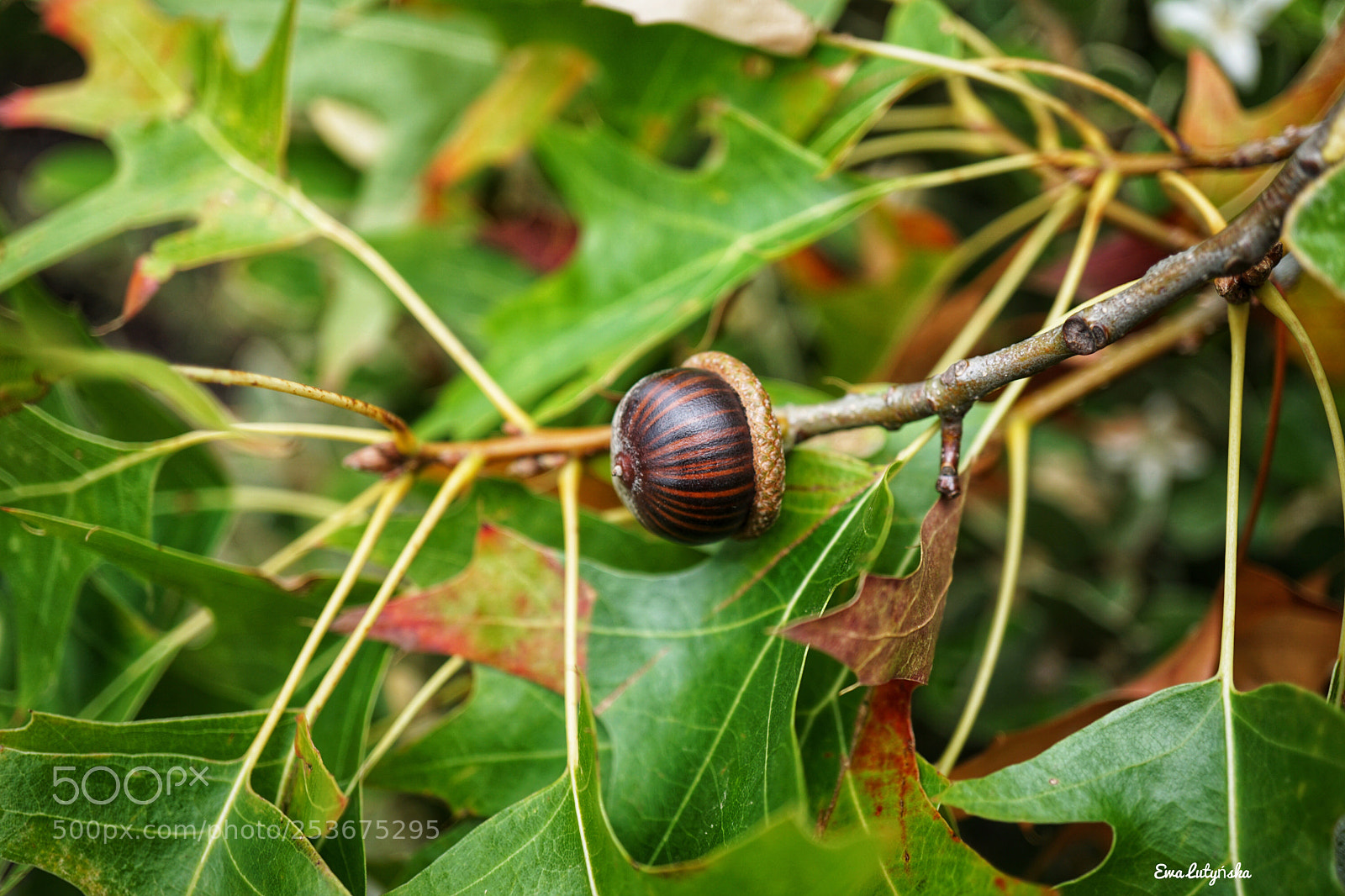 Sony a6000 sample photo. Autumn in australia  photography