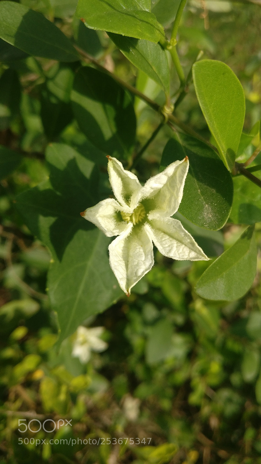 OnePlus A3003 sample photo. A flower photography