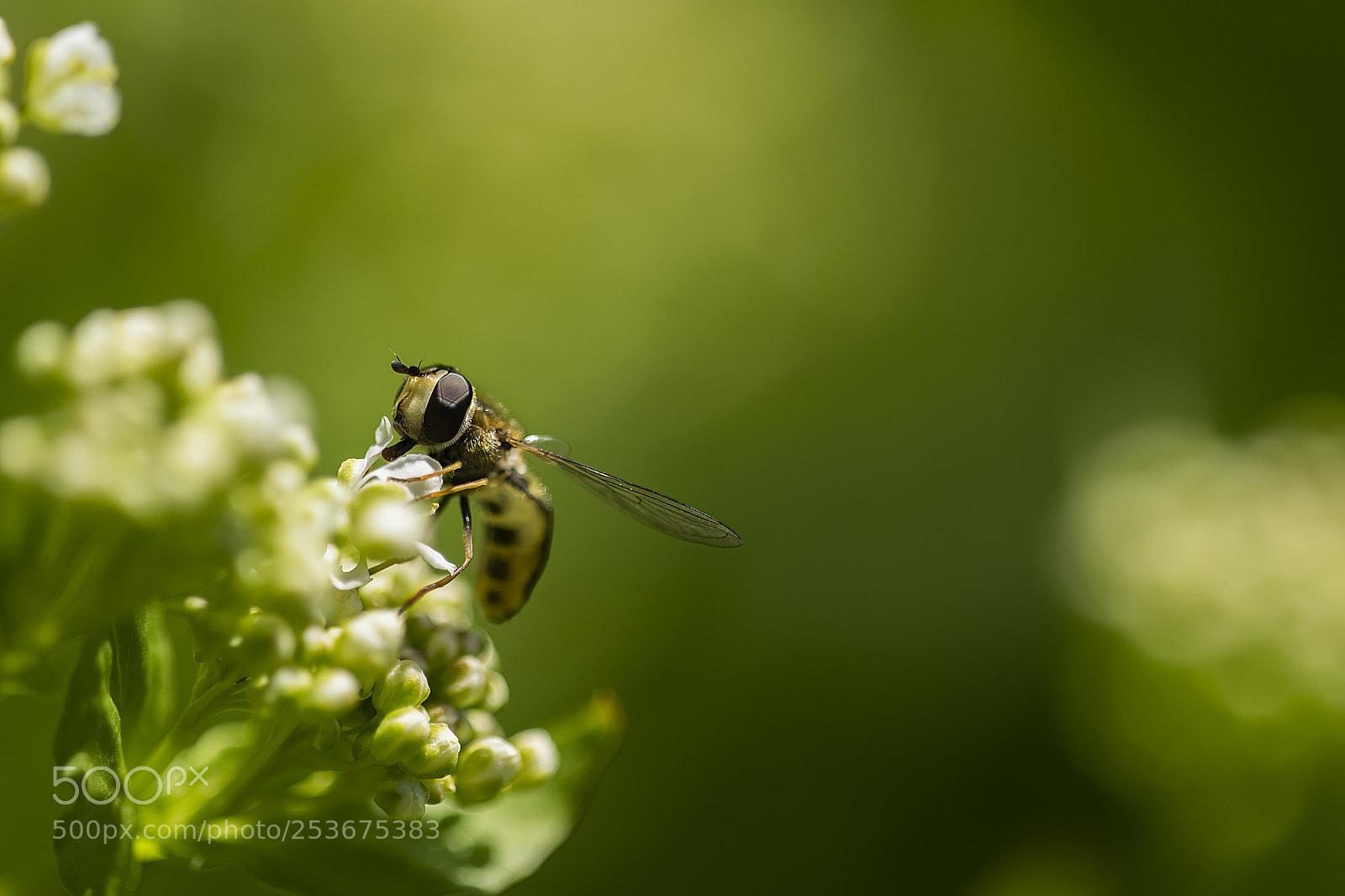 Nikon D3300 sample photo. Deep green photography