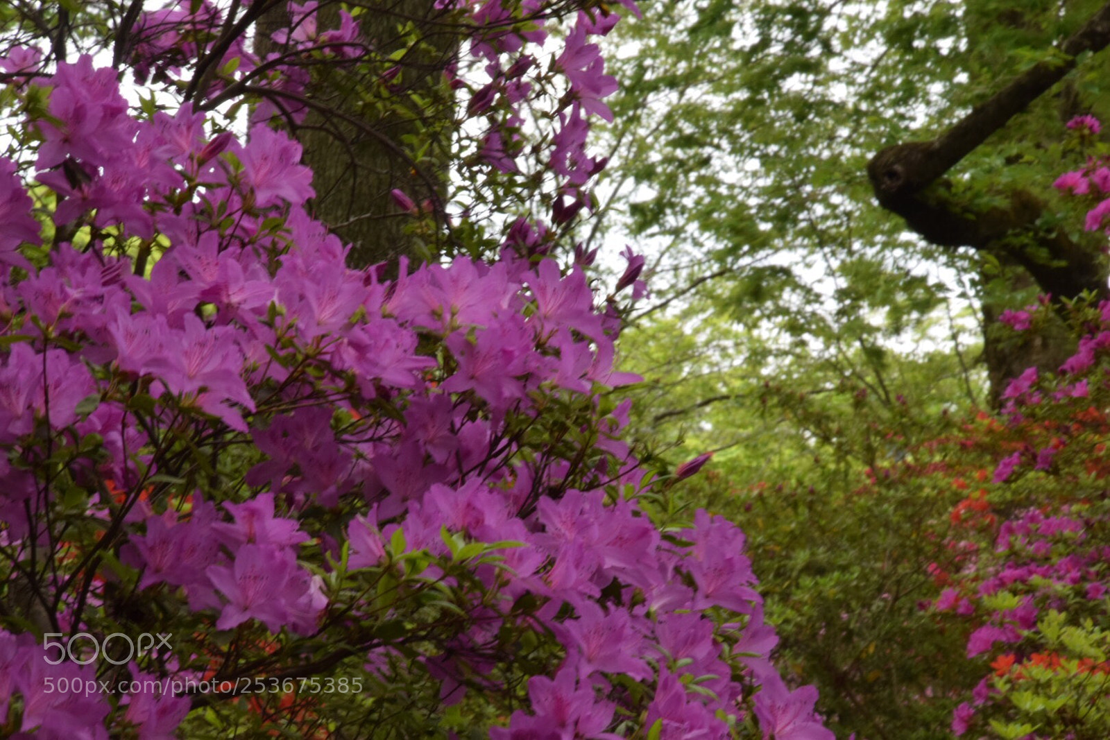 Nikon D5300 sample photo. Untitled photography