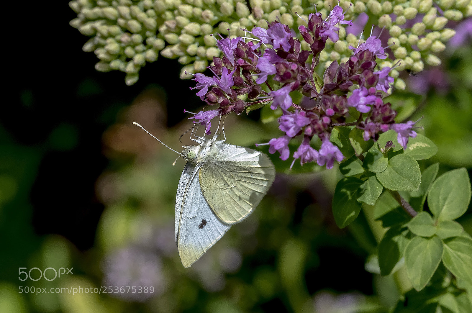 Canon EOS 7D Mark II sample photo. White  butterfly photography