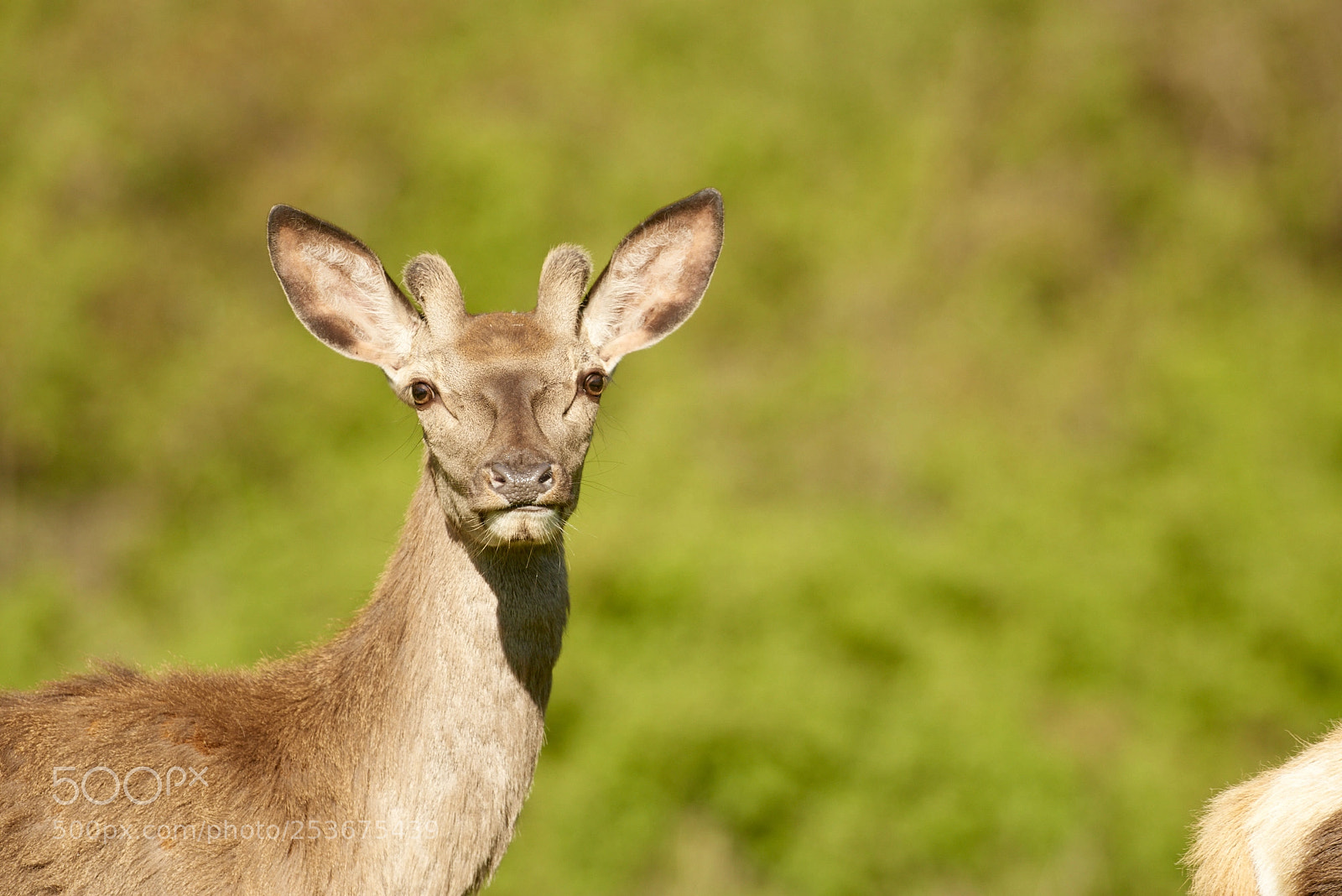 Nikon D800 sample photo. Young deer photography